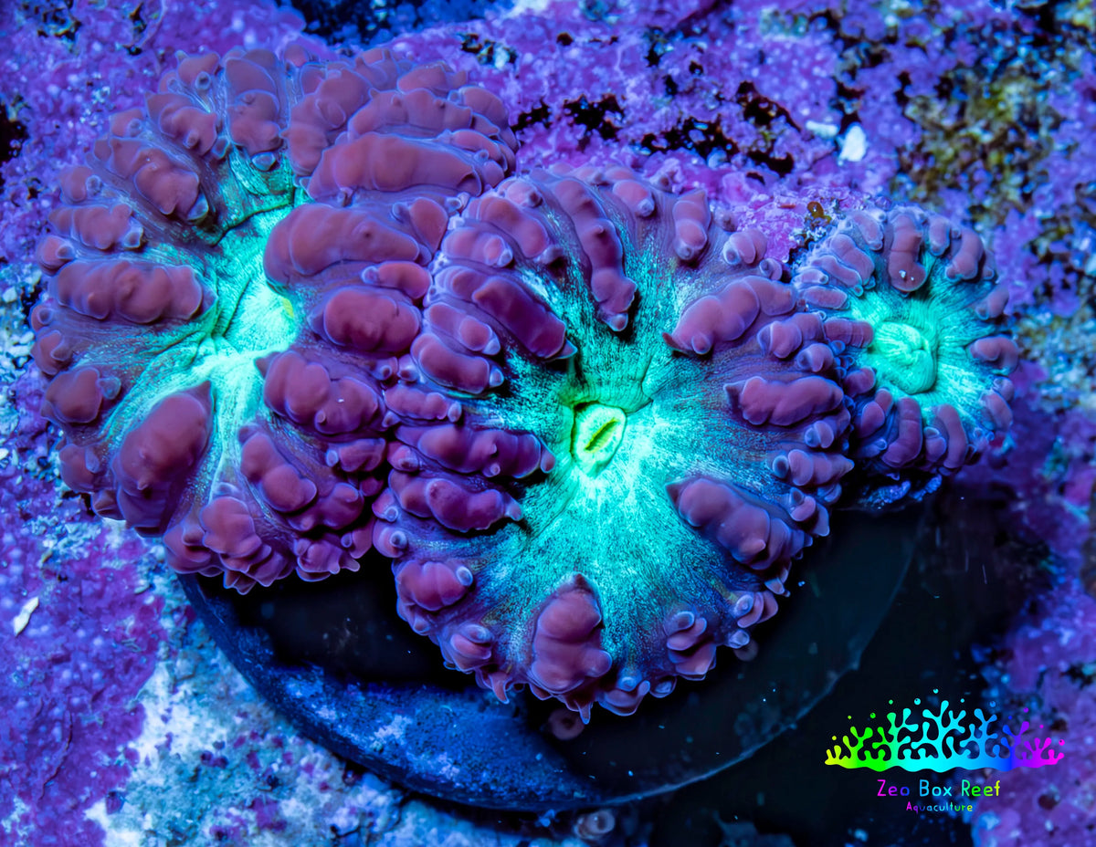 Ultra Purple & Green Blastomussa Coral Frag, WYSIWYG Ultra Purple & Green Blastomussa Coral Frag, WYSIWYG LPS Ultra Purple & Green Blastomussa Coral Frag, WYSIWYG Zeo Box Reef