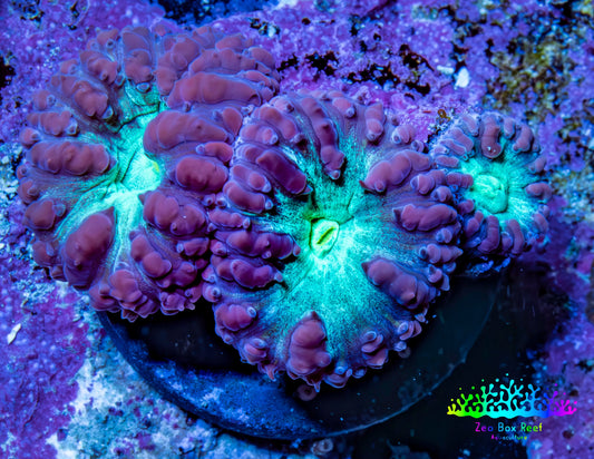Ultra Purple & Green Blastomussa Coral Frag, WYSIWYG Ultra Purple & Green Blastomussa Coral Frag, WYSIWYG LPS Ultra Purple & Green Blastomussa Coral Frag, WYSIWYG Zeo Box Reef