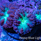 Ultra Purple & Green Blastomussa Coral Frag, WYSIWYG Ultra Purple & Green Blastomussa Coral Frag, WYSIWYG LPS Ultra Purple & Green Blastomussa Coral Frag, WYSIWYG Zeo Box Reef