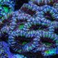 Ultra Purple and Green Acan Coral WYSIWYG 5cm B1R2B1 Ultra Purple and Green Acan Coral WYSIWYG 5cm B1R2B1 LPS Coral Ultra Purple and Green Acan Coral WYSIWYG 5cm B1R2B1 Zeo Box Reef