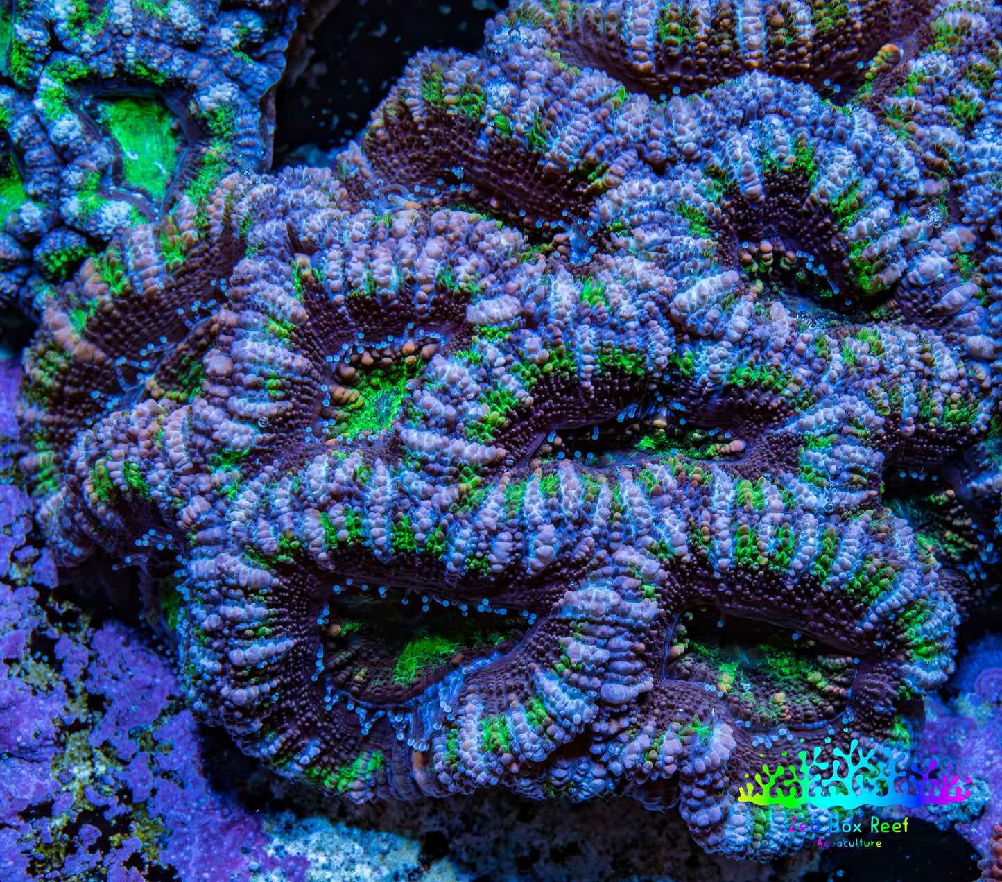 Ultra Purple and Green Acan Coral WYSIWYG 5cm B1R2B1 Ultra Purple and Green Acan Coral WYSIWYG 5cm B1R2B1 LPS Coral Ultra Purple and Green Acan Coral WYSIWYG 5cm B1R2B1 Zeo Box Reef