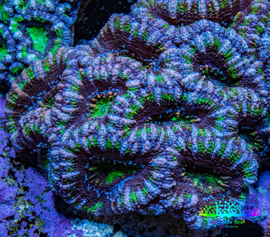 Ultra Purple and Green Acan Coral WYSIWYG 5cm B1R2B1 Ultra Purple and Green Acan Coral WYSIWYG 5cm B1R2B1 LPS Coral Ultra Purple and Green Acan Coral WYSIWYG 5cm B1R2B1 Zeo Box Reef