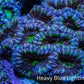 Ultra Purple and Green Acan Coral WYSIWYG 5cm B1R2B1 Ultra Purple and Green Acan Coral WYSIWYG 5cm B1R2B1 LPS Coral Ultra Purple and Green Acan Coral WYSIWYG 5cm B1R2B1 Zeo Box Reef