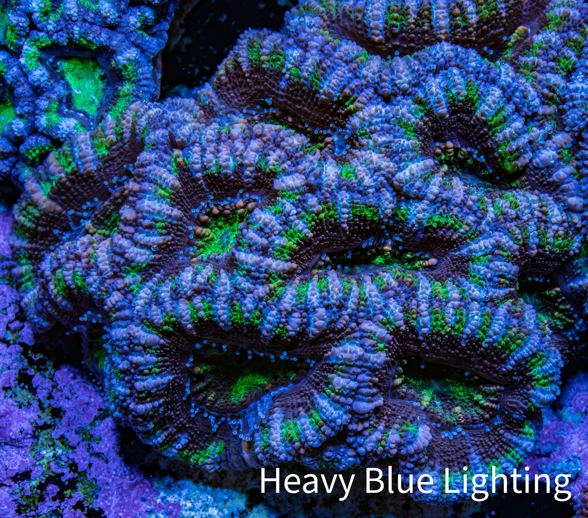 Ultra Purple and Green Acan Coral WYSIWYG 5cm B1R2B1 Ultra Purple and Green Acan Coral WYSIWYG 5cm B1R2B1 LPS Coral Ultra Purple and Green Acan Coral WYSIWYG 5cm B1R2B1 Zeo Box Reef