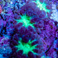 Ultra Purple and Green Blasto Frag WYSIWYG A2R4B2 Ultra Purple and Green Blasto Frag WYSIWYG A2R4B2 LPS Ultra Purple and Green Blasto Frag WYSIWYG A2R4B2 Zeo Box Reef