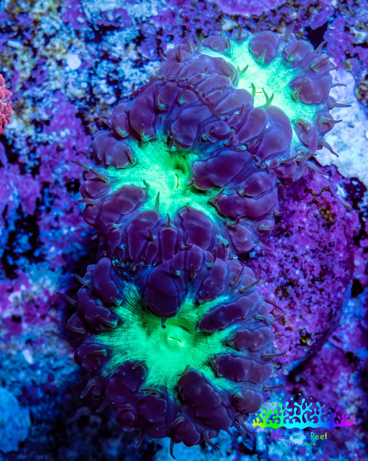 Ultra Purple and Green Blasto Frag WYSIWYG A2R4B2 Ultra Purple and Green Blasto Frag WYSIWYG A2R4B2 LPS Ultra Purple and Green Blasto Frag WYSIWYG A2R4B2 Zeo Box Reef