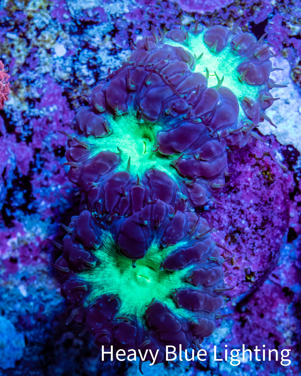 Ultra Purple and Green Blasto Frag WYSIWYG A2R4B2 Ultra Purple and Green Blasto Frag WYSIWYG A2R4B2 LPS Ultra Purple and Green Blasto Frag WYSIWYG A2R4B2 Zeo Box Reef