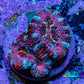 Ultra Rainbow Acan Coral Frag WYSIWYG A8R2B1 Ultra Rainbow Acan Coral Frag WYSIWYG A8R2B1 LPS Coral Ultra Rainbow Acan Coral Frag WYSIWYG A8R2B1 Zeo Box Reef