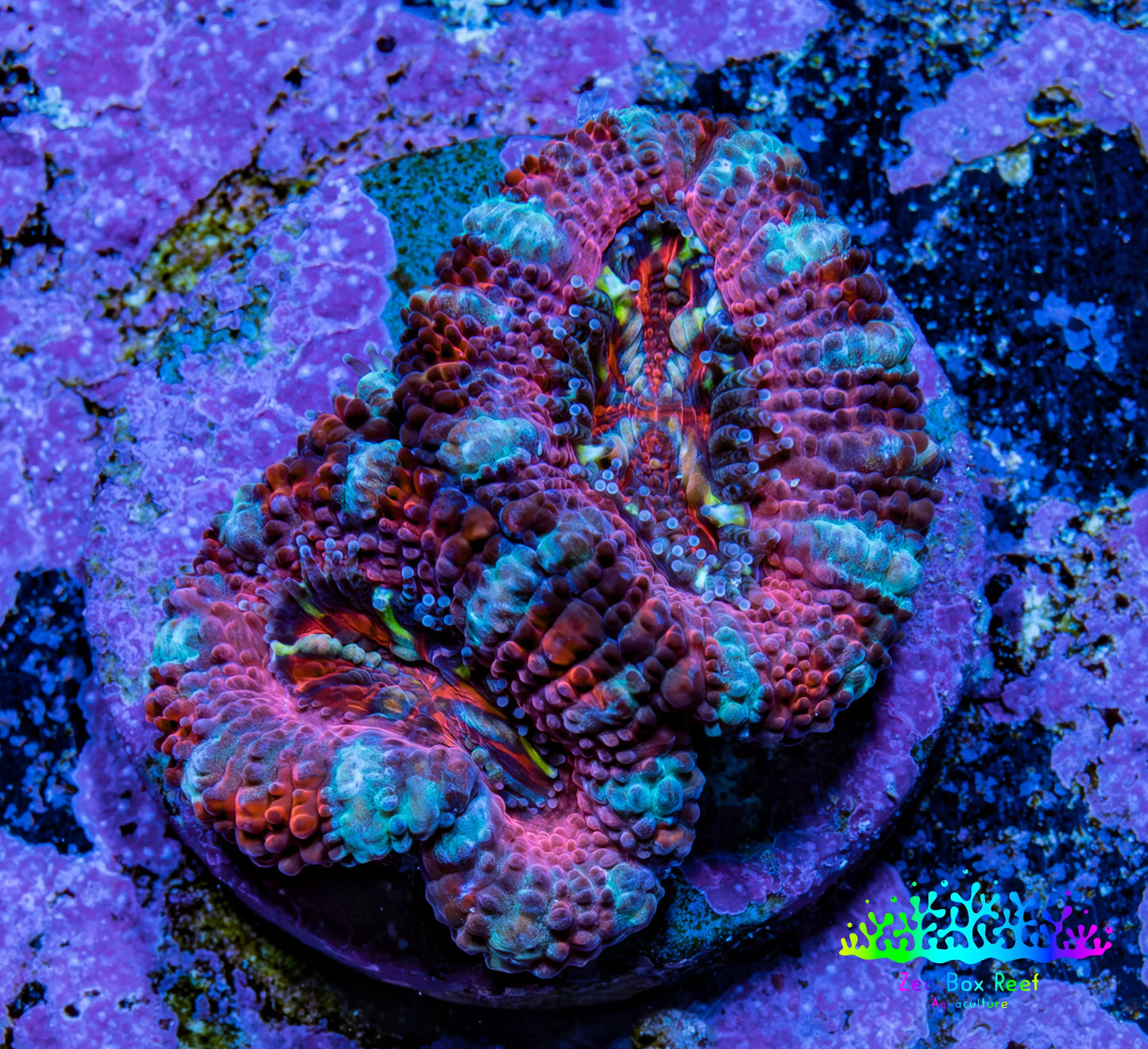 Ultra Rainbow Acan Coral Frag WYSIWYG A8R2B1 Ultra Rainbow Acan Coral Frag WYSIWYG A8R2B1 LPS Coral Ultra Rainbow Acan Coral Frag WYSIWYG A8R2B1 Zeo Box Reef