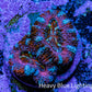 Ultra Rainbow Acan Coral Frag WYSIWYG A8R2B1 Ultra Rainbow Acan Coral Frag WYSIWYG A8R2B1 LPS Coral Ultra Rainbow Acan Coral Frag WYSIWYG A8R2B1 Zeo Box Reef