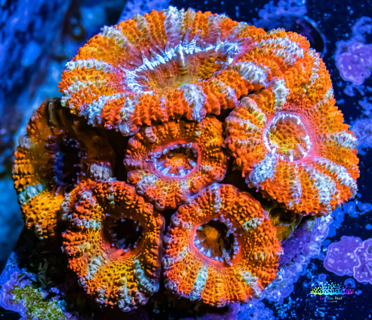 Ultra Rainbow Acan Coral - Micromussa Lordhowensis - Rainbow 🌈 Acan WYSIWYG 3cm Ultra Rainbow Acan Coral - Micromussa Lordhowensis - Rainbow 🌈 Acan WYSIWYG 3cm LPS Coral Ultra Rainbow Acan Coral - Micromussa Lordhowensis - Rainbow 🌈 Acan WYSIWYG 3cm Zeo Box Reef