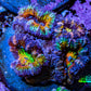 Ultra Rainbow 🌈 Acan Coral Frag WYSIWYG Ultra Rainbow 🌈 Acan Coral Frag WYSIWYG LPS Coral Ultra Rainbow 🌈 Acan Coral Frag WYSIWYG Zeo Box Reef