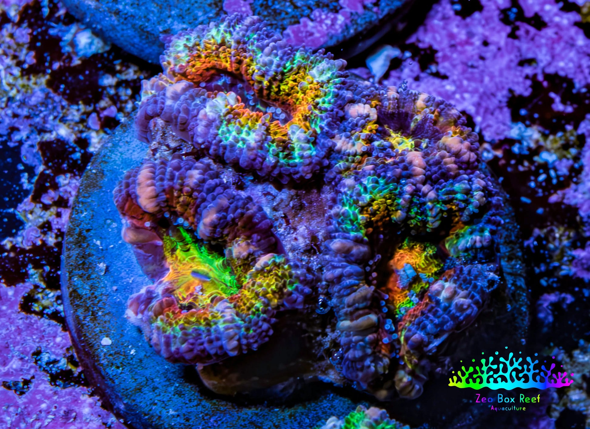 Ultra Rainbow 🌈 Acan Coral Frag WYSIWYG Ultra Rainbow 🌈 Acan Coral Frag WYSIWYG LPS Coral Ultra Rainbow 🌈 Acan Coral Frag WYSIWYG Zeo Box Reef