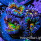 Ultra Rainbow 🌈 Acan Coral Frag WYSIWYG Ultra Rainbow 🌈 Acan Coral Frag WYSIWYG LPS Coral Ultra Rainbow 🌈 Acan Coral Frag WYSIWYG Zeo Box Reef