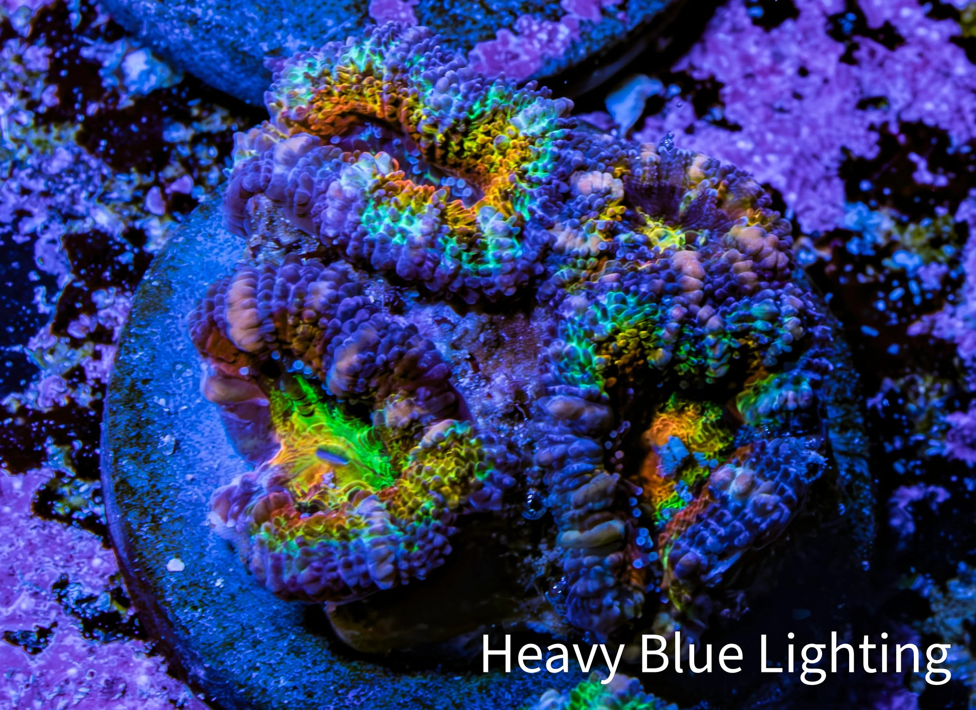 Ultra Rainbow 🌈 Acan Coral Frag WYSIWYG Ultra Rainbow 🌈 Acan Coral Frag WYSIWYG LPS Coral Ultra Rainbow 🌈 Acan Coral Frag WYSIWYG Zeo Box Reef