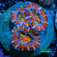 Ultra Rainbow 🌈 Acan Coral - Micromussa Lordhowensis - Acan Frag WYIWYG R4B! Ultra Rainbow 🌈 Acan Coral - Micromussa Lordhowensis - Acan Frag WYIWYG R4B! LPS Coral Ultra Rainbow 🌈 Acan Coral - Micromussa Lordhowensis - Acan Frag WYIWYG R4B! Zeo Box Reef