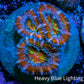 Ultra Rainbow 🌈 Acan Coral - Micromussa Lordhowensis - Acan Frag WYIWYG R4B! Ultra Rainbow 🌈 Acan Coral - Micromussa Lordhowensis - Acan Frag WYIWYG R4B! LPS Coral Ultra Rainbow 🌈 Acan Coral - Micromussa Lordhowensis - Acan Frag WYIWYG R4B! Zeo Box Reef