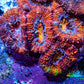 Ultra Rainbow 🌈 Acan Coral - Micromussa Lordhowensis - Acan Frag WYSIWYG C1R3B1 Ultra Rainbow 🌈 Acan Coral - Micromussa Lordhowensis - Acan Frag WYSIWYG C1R3B1 LPS Coral Ultra Rainbow 🌈 Acan Coral - Micromussa Lordhowensis - Acan Frag WYSIWYG C1R3B1 Zeo Box Reef