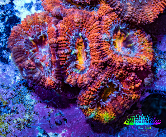 Ultra Rainbow 🌈 Acan Coral - Micromussa Lordhowensis - Acan Frag WYSIWYG C1R3B1 Ultra Rainbow 🌈 Acan Coral - Micromussa Lordhowensis - Acan Frag WYSIWYG C1R3B1 LPS Coral Ultra Rainbow 🌈 Acan Coral - Micromussa Lordhowensis - Acan Frag WYSIWYG C1R3B1 Zeo Box Reef