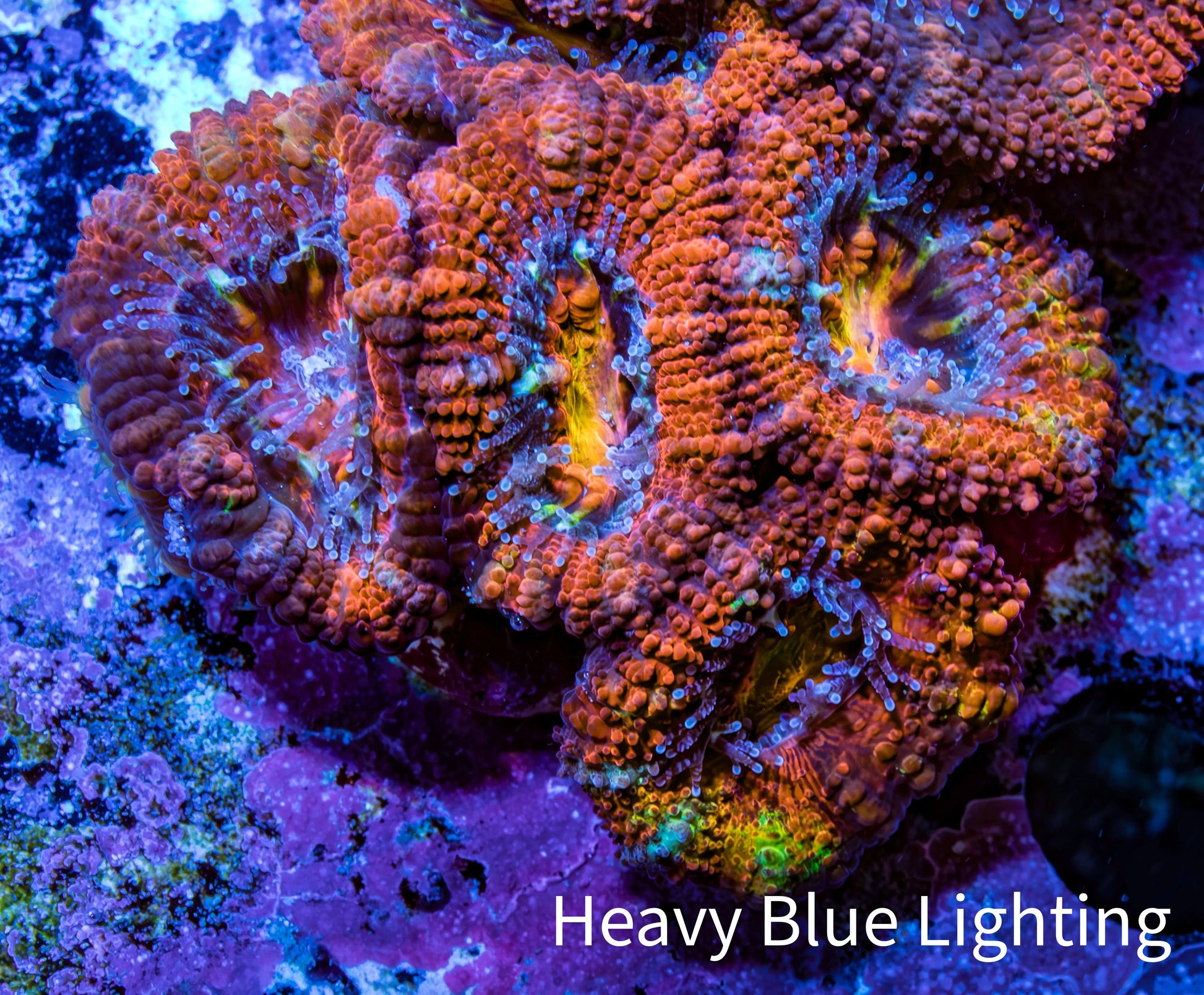 Ultra Rainbow 🌈 Acan Coral - Micromussa Lordhowensis - Acan Frag WYSIWYG C1R3B1 Ultra Rainbow 🌈 Acan Coral - Micromussa Lordhowensis - Acan Frag WYSIWYG C1R3B1 LPS Coral Ultra Rainbow 🌈 Acan Coral - Micromussa Lordhowensis - Acan Frag WYSIWYG C1R3B1 Zeo Box Reef