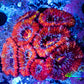 Ultra Rainbow 🌈 Acan Coral - Micromussa Lordhowensis - Acan Frag WYSIWYG C3R3B1 Ultra Rainbow 🌈 Acan Coral - Micromussa Lordhowensis - Acan Frag WYSIWYG C3R3B1 LPS Coral Ultra Rainbow 🌈 Acan Coral - Micromussa Lordhowensis - Acan Frag WYSIWYG C3R3B1 Zeo Box Reef