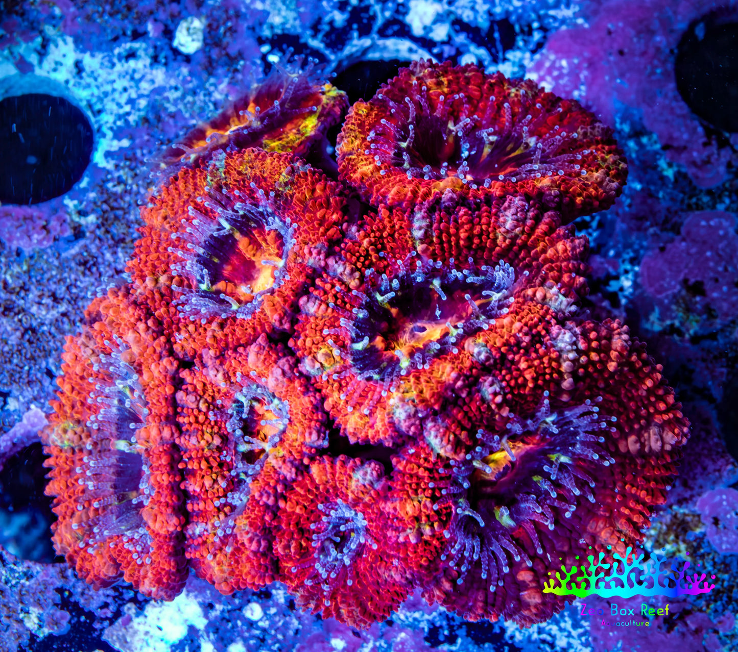 Ultra Rainbow 🌈 Acan Coral - Micromussa Lordhowensis - Acan Frag WYSIWYG C3R3B1 Ultra Rainbow 🌈 Acan Coral - Micromussa Lordhowensis - Acan Frag WYSIWYG C3R3B1 LPS Coral Ultra Rainbow 🌈 Acan Coral - Micromussa Lordhowensis - Acan Frag WYSIWYG C3R3B1 Zeo Box Reef