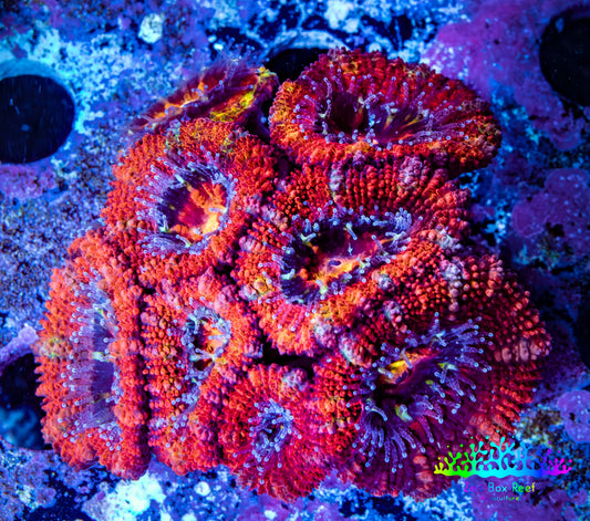Ultra Rainbow 🌈 Acan Coral - Micromussa Lordhowensis - Acan Frag WYSIWYG C3R3B1 Ultra Rainbow 🌈 Acan Coral - Micromussa Lordhowensis - Acan Frag WYSIWYG C3R3B1 LPS Coral Ultra Rainbow 🌈 Acan Coral - Micromussa Lordhowensis - Acan Frag WYSIWYG C3R3B1 Zeo Box Reef