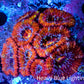 Ultra Rainbow 🌈 Acan Coral - Micromussa Lordhowensis - Acan Frag WYSIWYG C3R3B1 Ultra Rainbow 🌈 Acan Coral - Micromussa Lordhowensis - Acan Frag WYSIWYG C3R3B1 LPS Coral Ultra Rainbow 🌈 Acan Coral - Micromussa Lordhowensis - Acan Frag WYSIWYG C3R3B1 Zeo Box Reef
