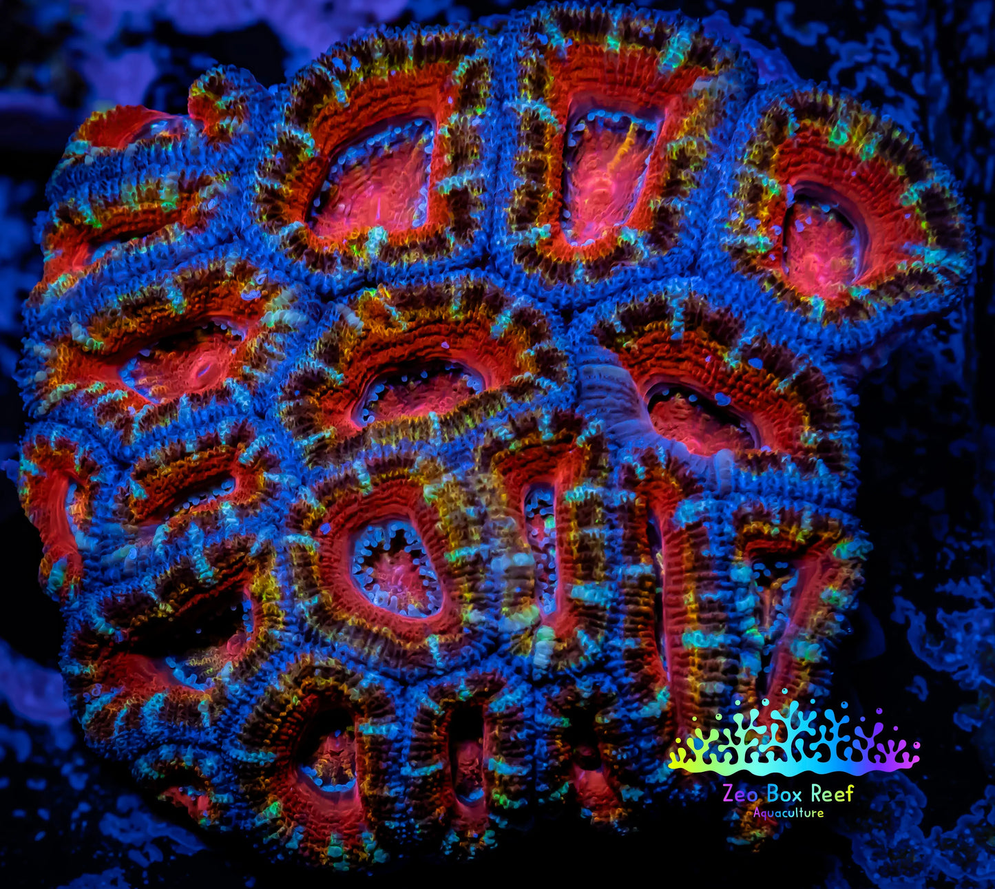 Ultra Rainbow 🌈 Acan Coral - Micromussa Lordhowensis - Acan WYSIWYG 6cm Ultra Rainbow 🌈 Acan Coral - Micromussa Lordhowensis - Acan WYSIWYG 6cm LPS Coral Ultra Rainbow 🌈 Acan Coral - Micromussa Lordhowensis - Acan WYSIWYG 6cm Zeo Box Reef