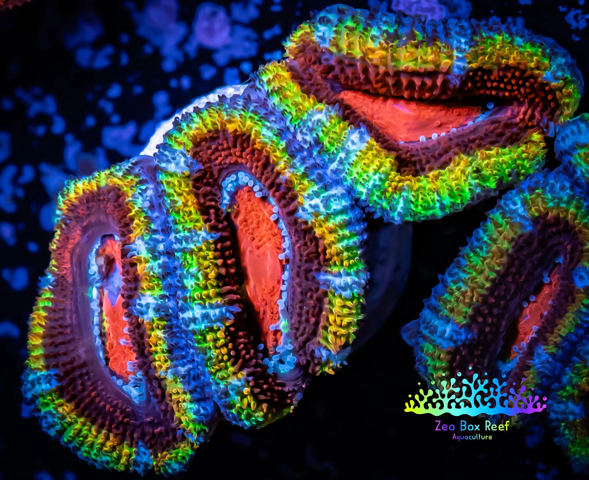 Ultra Rainbow 🌈 Acan Coral - Micromussa Lordhowensis - Acan WYSIWYG Frag Ultra Rainbow 🌈 Acan Coral - Micromussa Lordhowensis - Acan WYSIWYG Frag LPS Coral Ultra Rainbow 🌈 Acan Coral - Micromussa Lordhowensis - Acan WYSIWYG Frag Zeo Box Reef