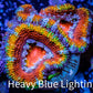 Ultra Rainbow 🌈 Acan Coral - Micromussa Lordhowensis -ZBR Electric Eclipse  Acan Frag WYSIWYG Ultra Rainbow 🌈 Acan Coral - Micromussa Lordhowensis -ZBR Electric Eclipse  Acan Frag WYSIWYG LPS Coral Ultra Rainbow 🌈 Acan Coral - Micromussa Lordhowensis -ZBR Electric Eclipse  Acan Frag WYSIWYG Zeo Box Reef