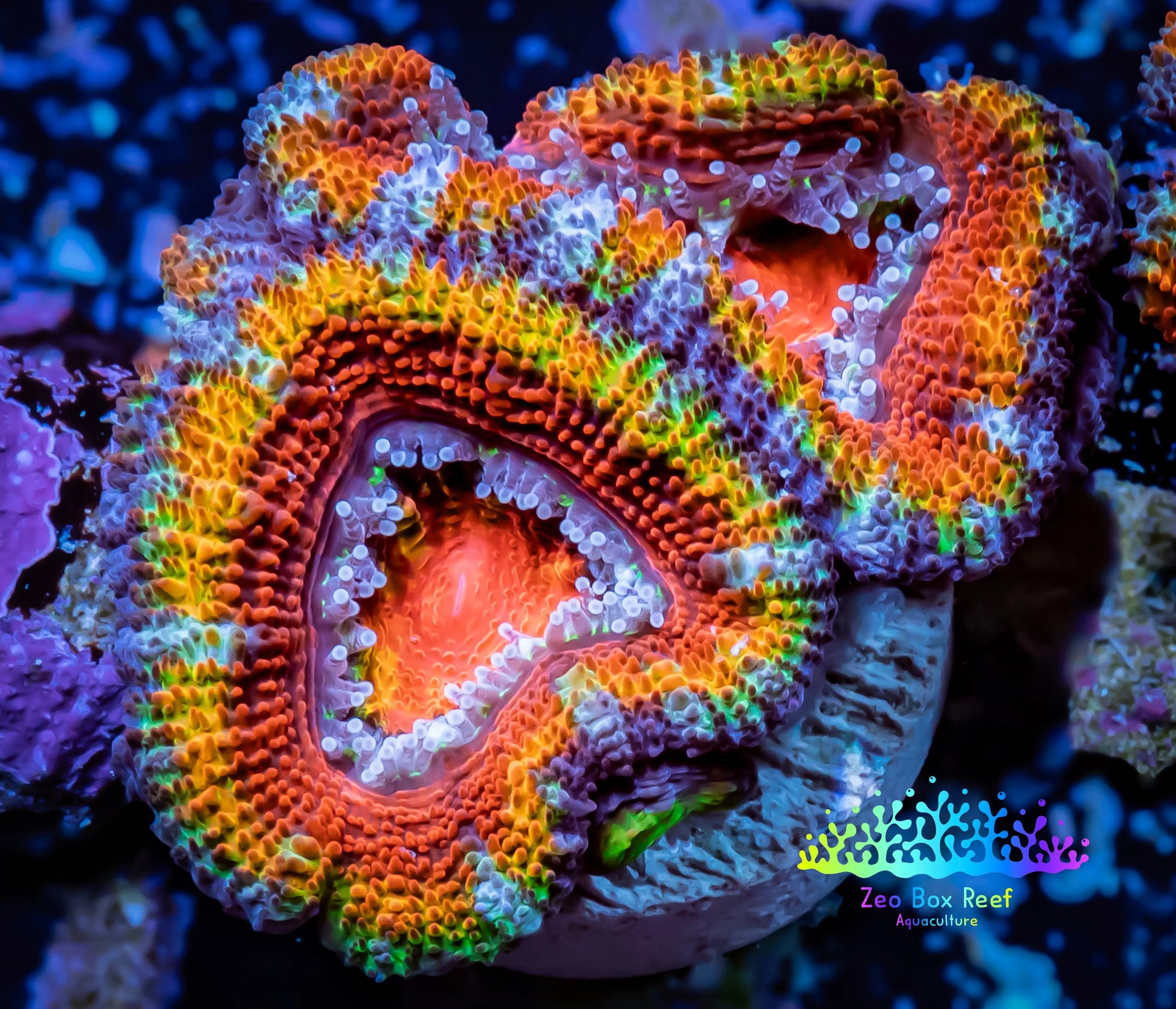 Ultra Rainbow 🌈 Acan Coral - Micromussa Lordhowensis -ZBR Electric Eclipse  Acan Frag WYSIWYG Ultra Rainbow 🌈 Acan Coral - Micromussa Lordhowensis -ZBR Electric Eclipse  Acan Frag WYSIWYG LPS Coral Ultra Rainbow 🌈 Acan Coral - Micromussa Lordhowensis -ZBR Electric Eclipse  Acan Frag WYSIWYG Zeo Box Reef