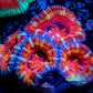 Ultra Rainbow 🌈 Acan Coral - Micromussa Lordhowensis -ZBR Kaleidoscope  Acan Frag WYSIWYG Ultra Rainbow 🌈 Acan Coral - Micromussa Lordhowensis -ZBR Kaleidoscope  Acan Frag WYSIWYG LPS Coral Ultra Rainbow 🌈 Acan Coral - Micromussa Lordhowensis -ZBR Kaleidoscope  Acan Frag WYSIWYG Zeo Box Reef