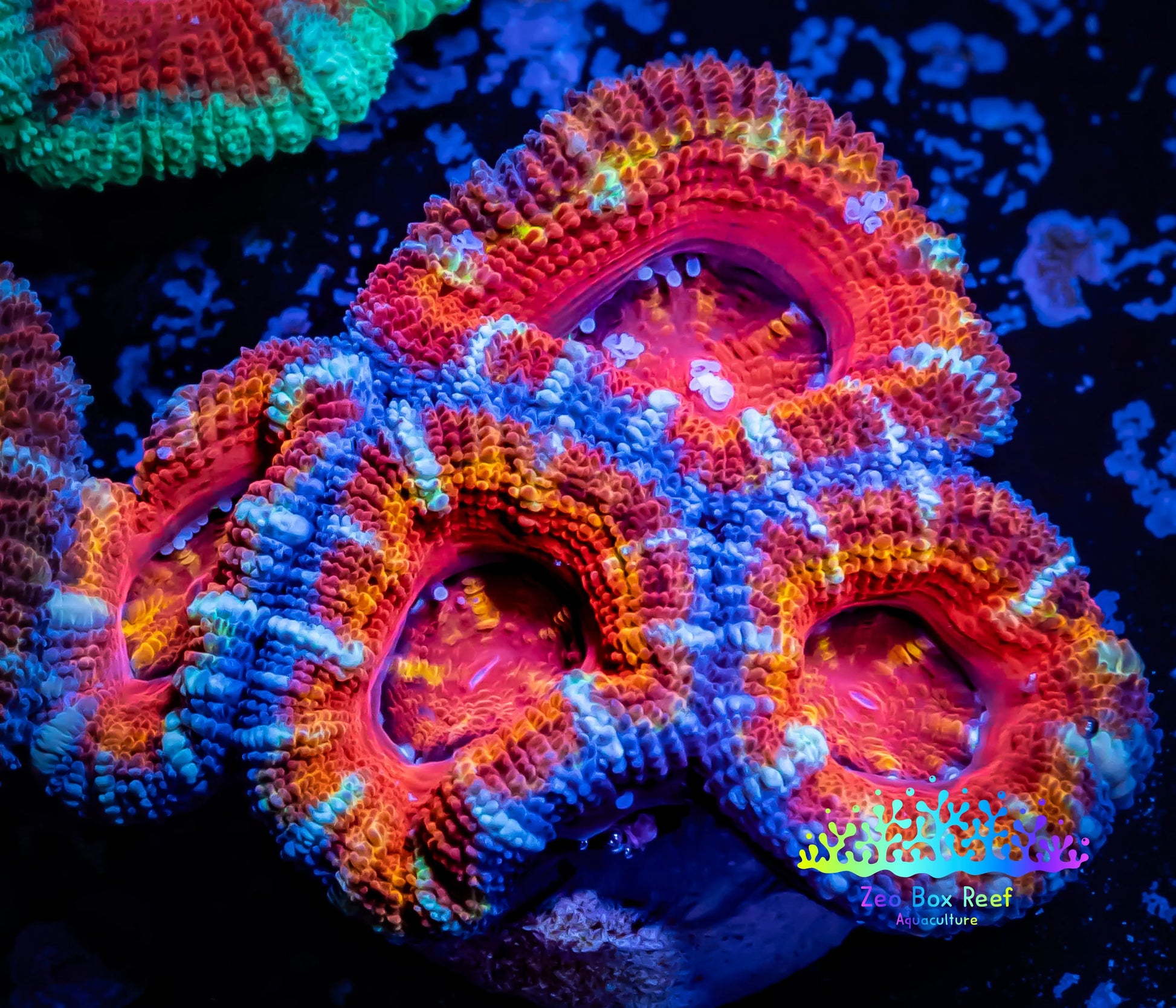 Ultra Rainbow 🌈 Acan Coral - Micromussa Lordhowensis -ZBR Kaleidoscope  Acan Frag WYSIWYG Ultra Rainbow 🌈 Acan Coral - Micromussa Lordhowensis -ZBR Kaleidoscope  Acan Frag WYSIWYG LPS Coral Ultra Rainbow 🌈 Acan Coral - Micromussa Lordhowensis -ZBR Kaleidoscope  Acan Frag WYSIWYG Zeo Box Reef