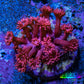 Ultra Red Glitter Goni Frag WYSIWYG Ultra Red Glitter Goni Frag WYSIWYG Animals & Pet Supplies Ultra Red Glitter Goni Frag WYSIWYG Zeo Box Reef