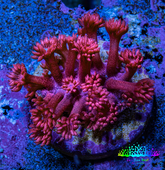 Ultra Red Glitter Goni Frag WYSIWYG Ultra Red Glitter Goni Frag WYSIWYG Animals & Pet Supplies Ultra Red Glitter Goni Frag WYSIWYG Zeo Box Reef
