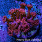 Ultra Red Glitter Goni Frag WYSIWYG Ultra Red Glitter Goni Frag WYSIWYG Animals & Pet Supplies Ultra Red Glitter Goni Frag WYSIWYG Zeo Box Reef