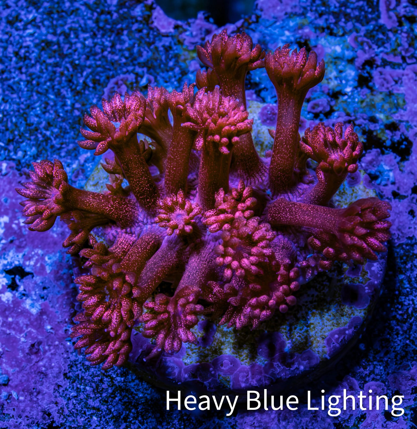 Ultra Red Glitter Goni Frag WYSIWYG Ultra Red Glitter Goni Frag WYSIWYG Animals & Pet Supplies Ultra Red Glitter Goni Frag WYSIWYG Zeo Box Reef