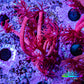 Ultra Red Goni Frag Ultra Red Goni Frag Animals & Pet Supplies Ultra Red Goni Frag Zeo Box Reef