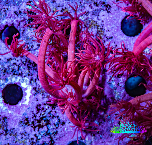 Ultra Red Goni Frag Ultra Red Goni Frag Animals & Pet Supplies Ultra Red Goni Frag Zeo Box Reef
