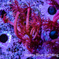 Ultra Red Goni Frag Ultra Red Goni Frag Animals & Pet Supplies Ultra Red Goni Frag Zeo Box Reef