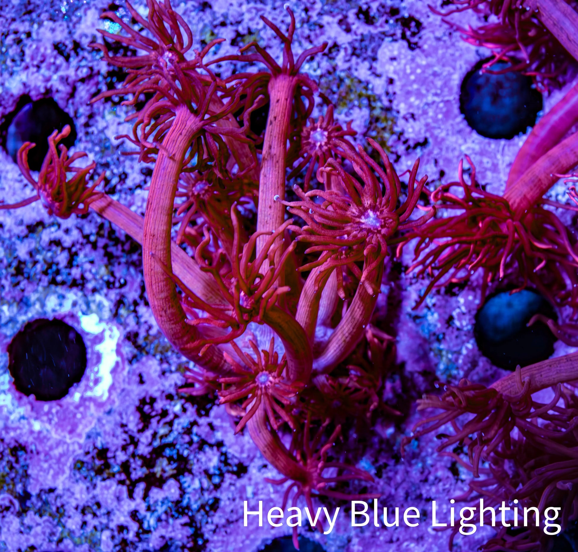 Ultra Red Goni Frag Ultra Red Goni Frag Animals & Pet Supplies Ultra Red Goni Frag Zeo Box Reef
