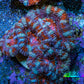 Ultra Red Orange Blue Acan Frag WYSIWYG Ultra Red Orange Blue Acan Frag WYSIWYG LPS Ultra Red Orange Blue Acan Frag WYSIWYG Zeo Box Reef
