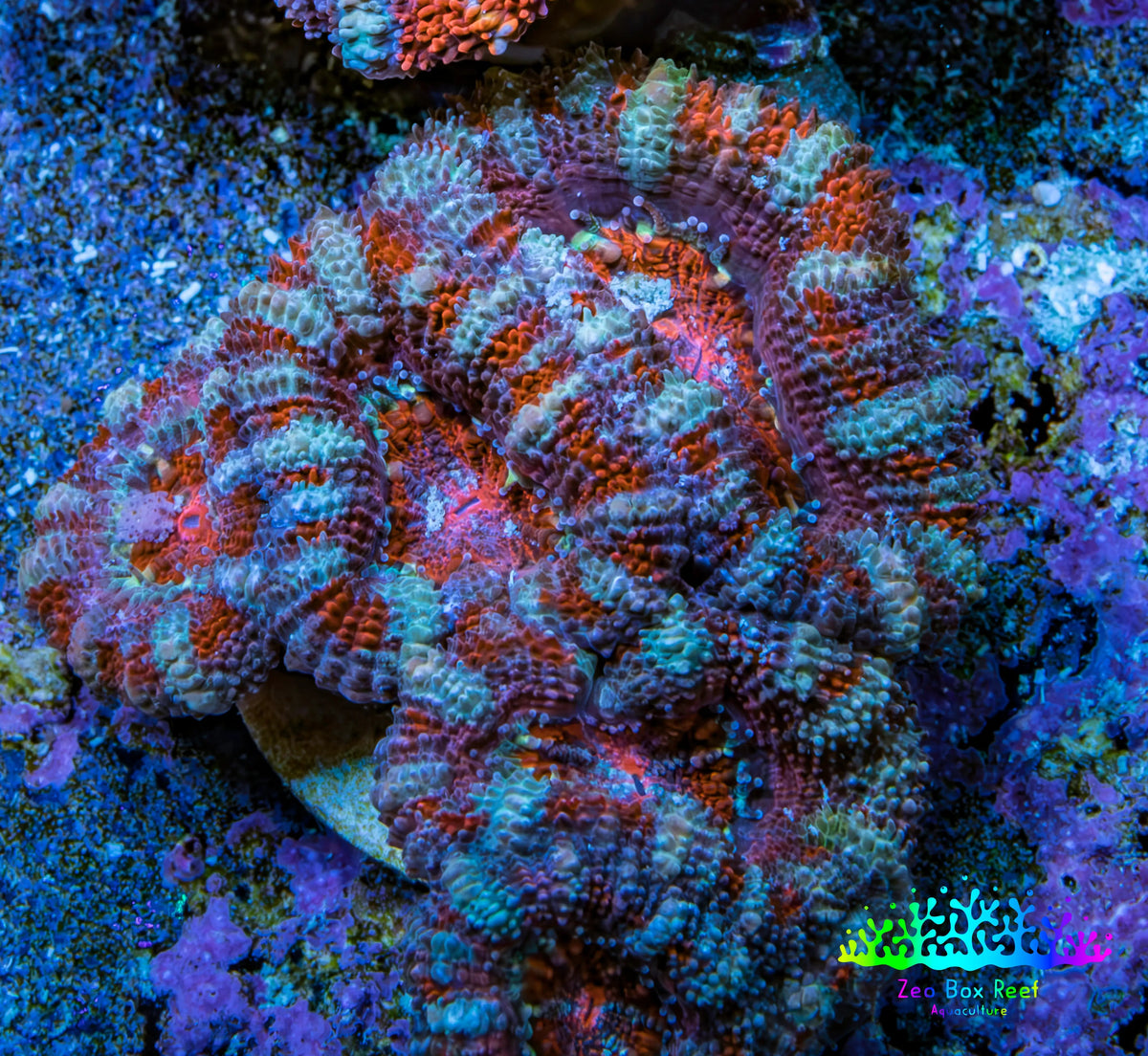 Ultra Red Orange Blue Acan Frag WYSIWYG Ultra Red Orange Blue Acan Frag WYSIWYG LPS Ultra Red Orange Blue Acan Frag WYSIWYG Zeo Box Reef