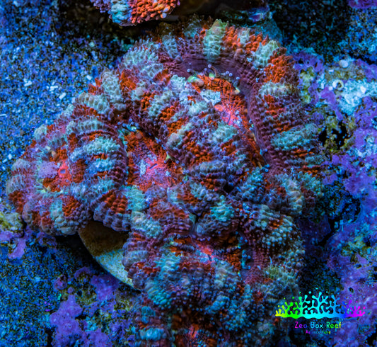 Ultra Red Orange Blue Acan Frag WYSIWYG Ultra Red Orange Blue Acan Frag WYSIWYG LPS Ultra Red Orange Blue Acan Frag WYSIWYG Zeo Box Reef