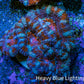 Ultra Red Orange Blue Acan Frag WYSIWYG Ultra Red Orange Blue Acan Frag WYSIWYG LPS Ultra Red Orange Blue Acan Frag WYSIWYG Zeo Box Reef