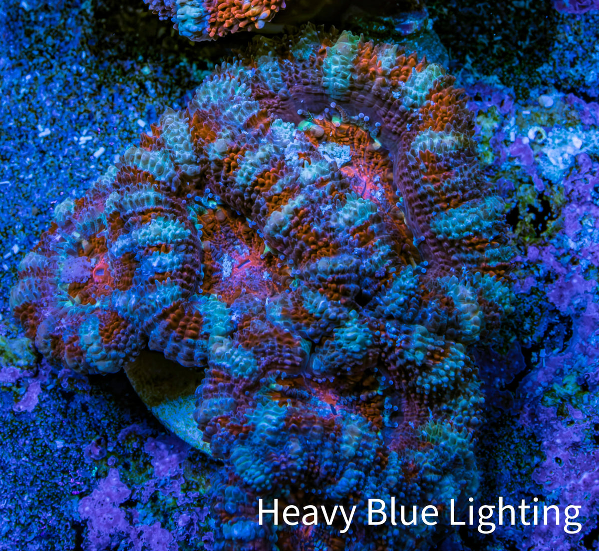 Ultra Red Orange Blue Acan Frag WYSIWYG Ultra Red Orange Blue Acan Frag WYSIWYG LPS Ultra Red Orange Blue Acan Frag WYSIWYG Zeo Box Reef