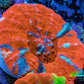 Ultra Red Orange Blue Superman Scoly Coral WYSIWYG 4cm Ultra Red Orange Blue Superman Scoly Coral WYSIWYG 4cm LPS Ultra Red Orange Blue Superman Scoly Coral WYSIWYG 4cm Zeo Box Reef