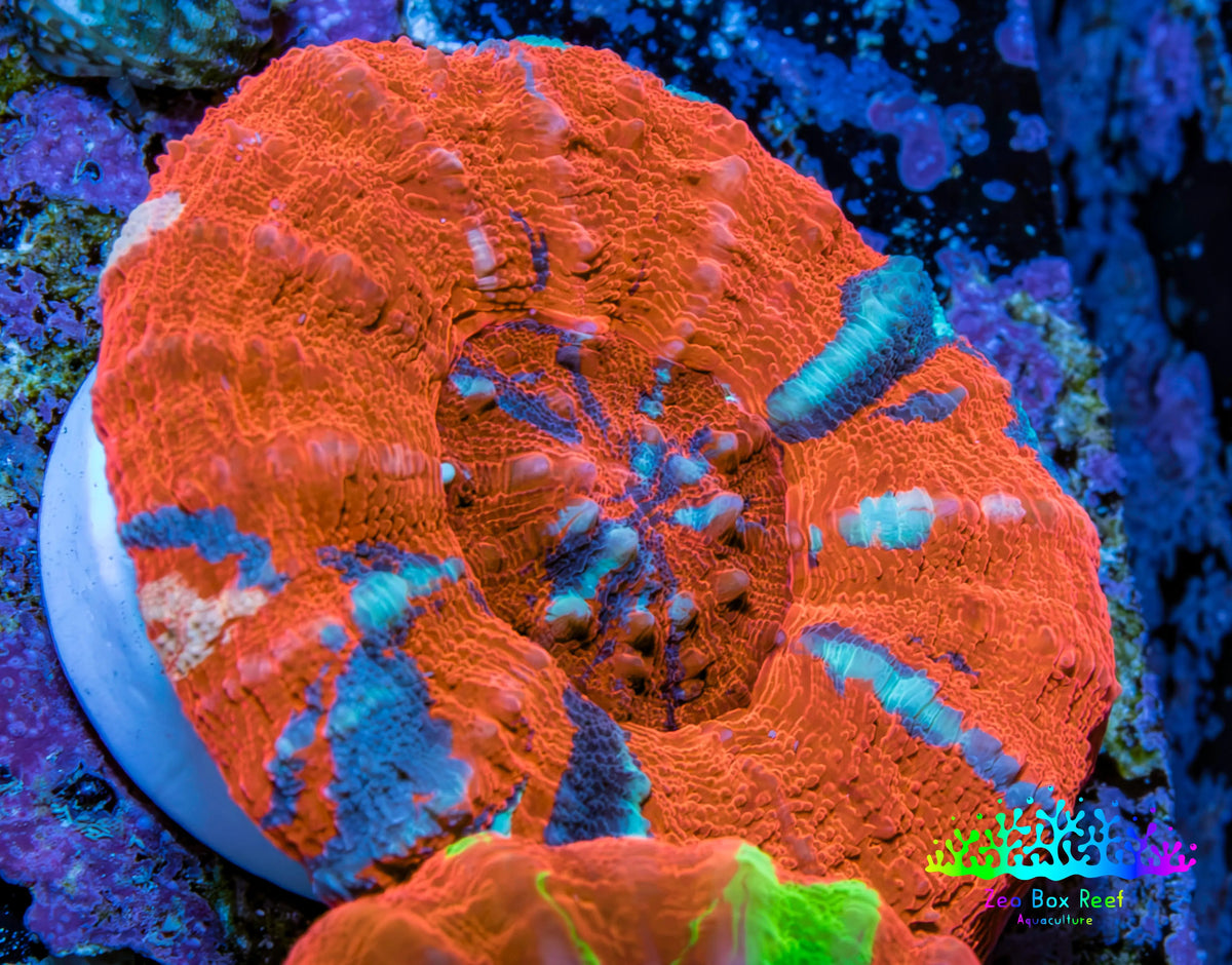 Ultra Red Orange Blue Superman Scoly Coral WYSIWYG 4cm Ultra Red Orange Blue Superman Scoly Coral WYSIWYG 4cm LPS Ultra Red Orange Blue Superman Scoly Coral WYSIWYG 4cm Zeo Box Reef