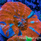 Ultra Red Orange Blue Superman Scoly Coral WYSIWYG 4cm Ultra Red Orange Blue Superman Scoly Coral WYSIWYG 4cm LPS Ultra Red Orange Blue Superman Scoly Coral WYSIWYG 4cm Zeo Box Reef